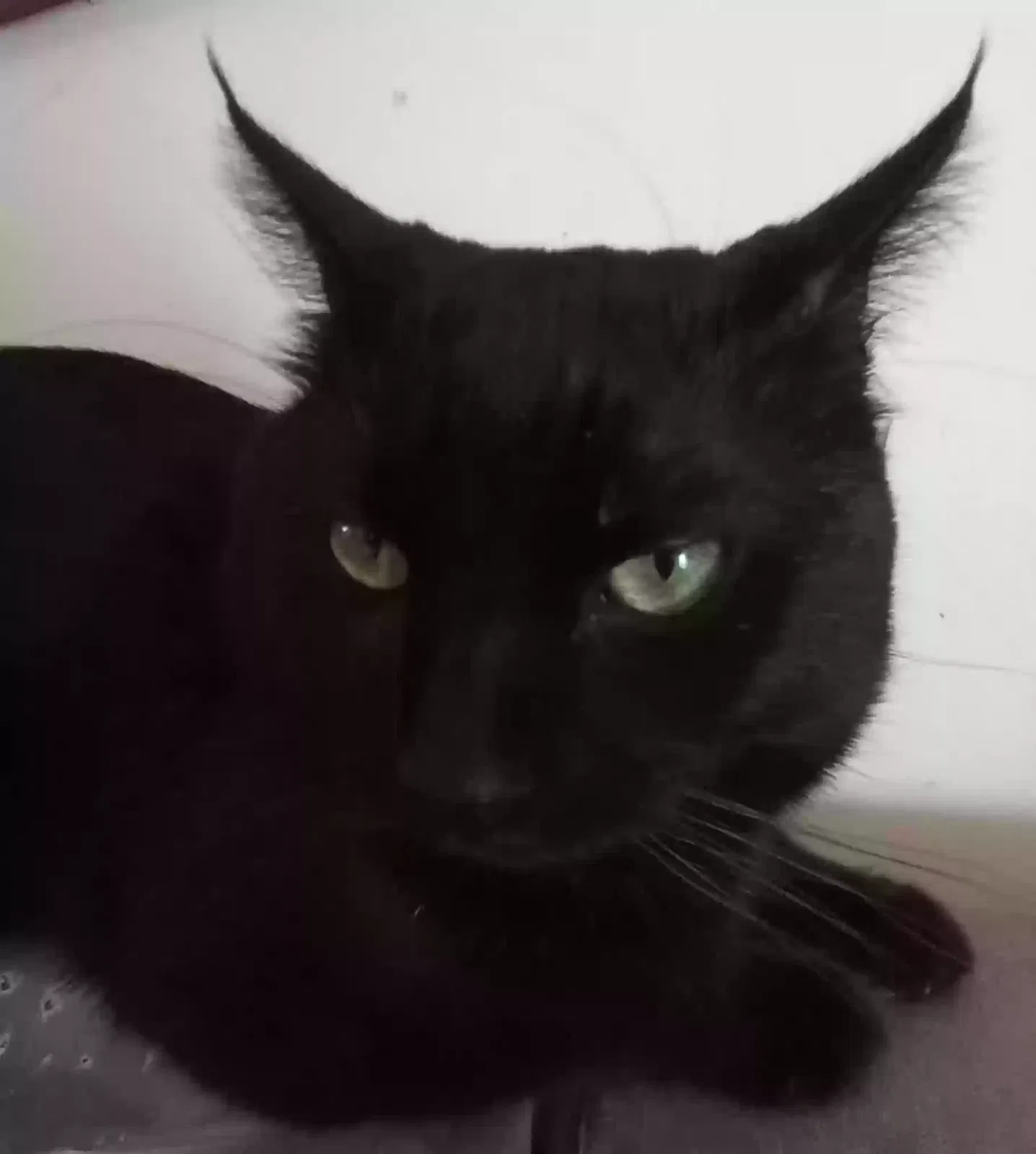 Lost cat in Palm Desert, CA, 92260