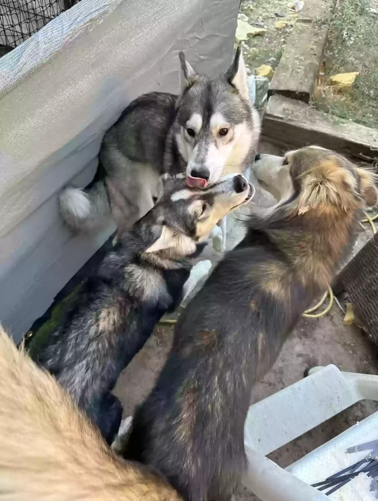 Lost dog in Fresno, CA, 93737