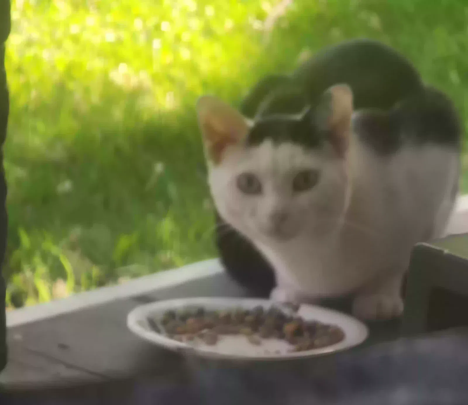 Lost cat in Gastonia, NC, 28052