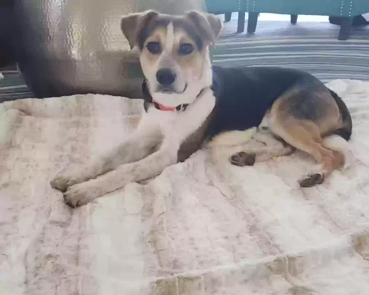 Lost dog in Albuquerque, NM, 87120