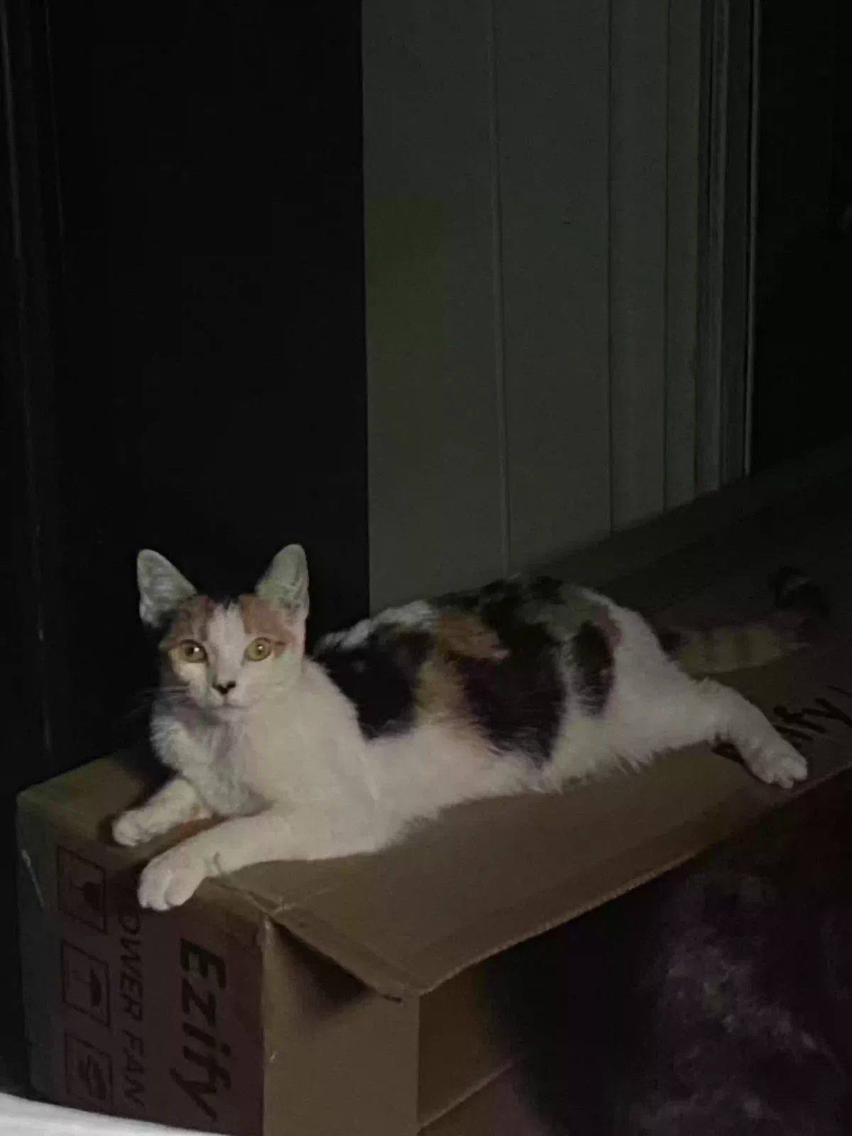 Lost cat in Lawrenceville, GA, 30046