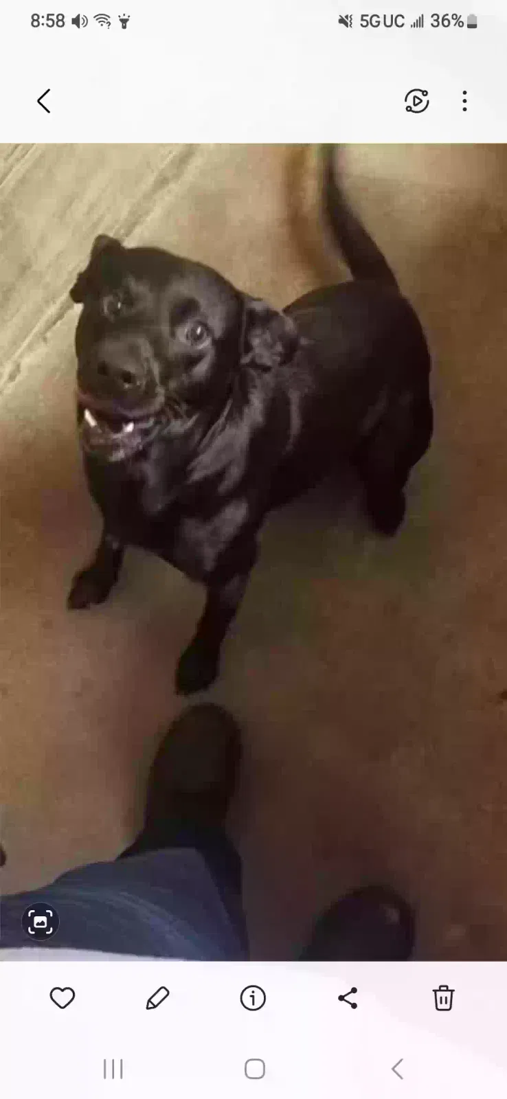 Lost dog in Los Banos, CA, 93635