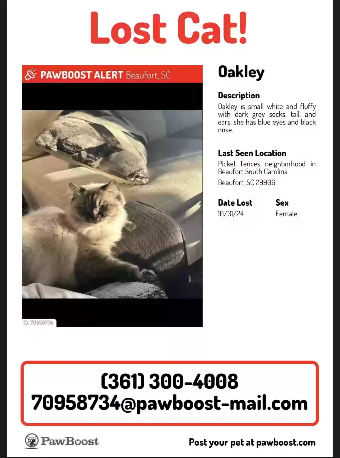Lost cat in Beaufort, SC, 29906