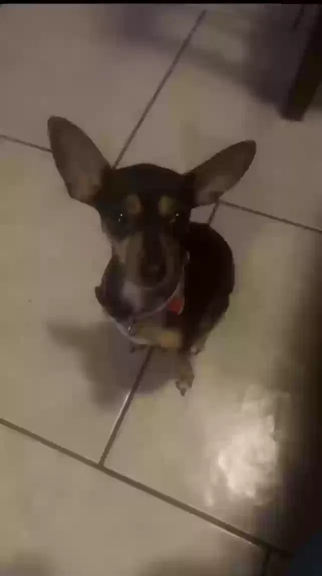 Lost dog in Phoenix, AZ, 85029