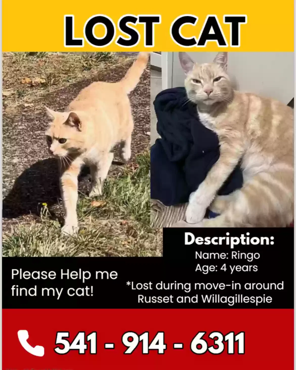 Lost cat in Eugene, OR, 97401