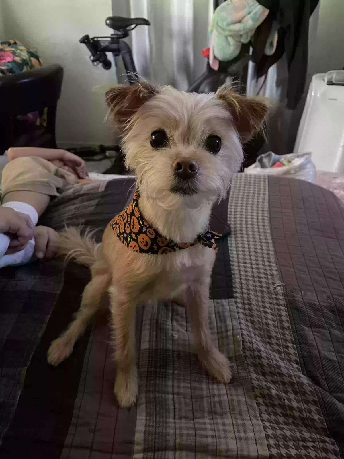 Lost dog in Pacoima, CA, 91331