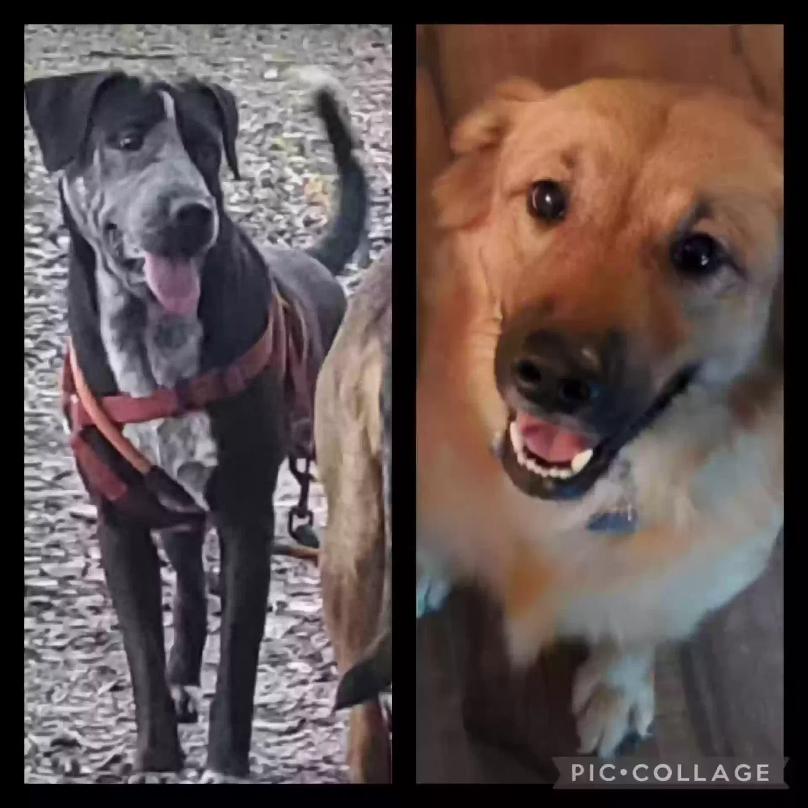 Lost dog in Pearland, TX, 77584
