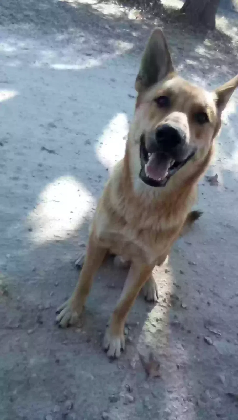 Lost dog in Pleasant Hope, MO, 65725