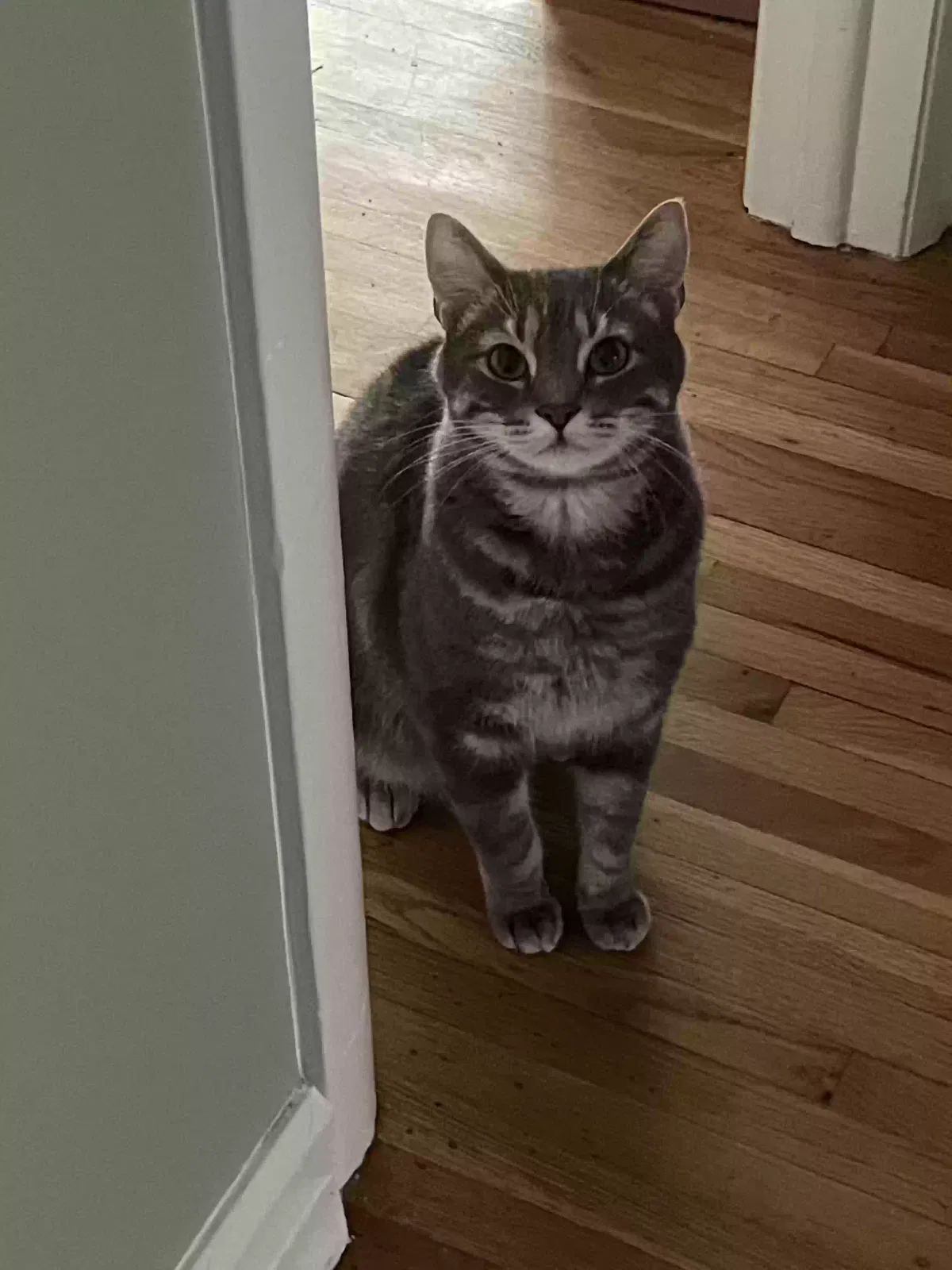 Lost cat in San Diego, CA, 92110