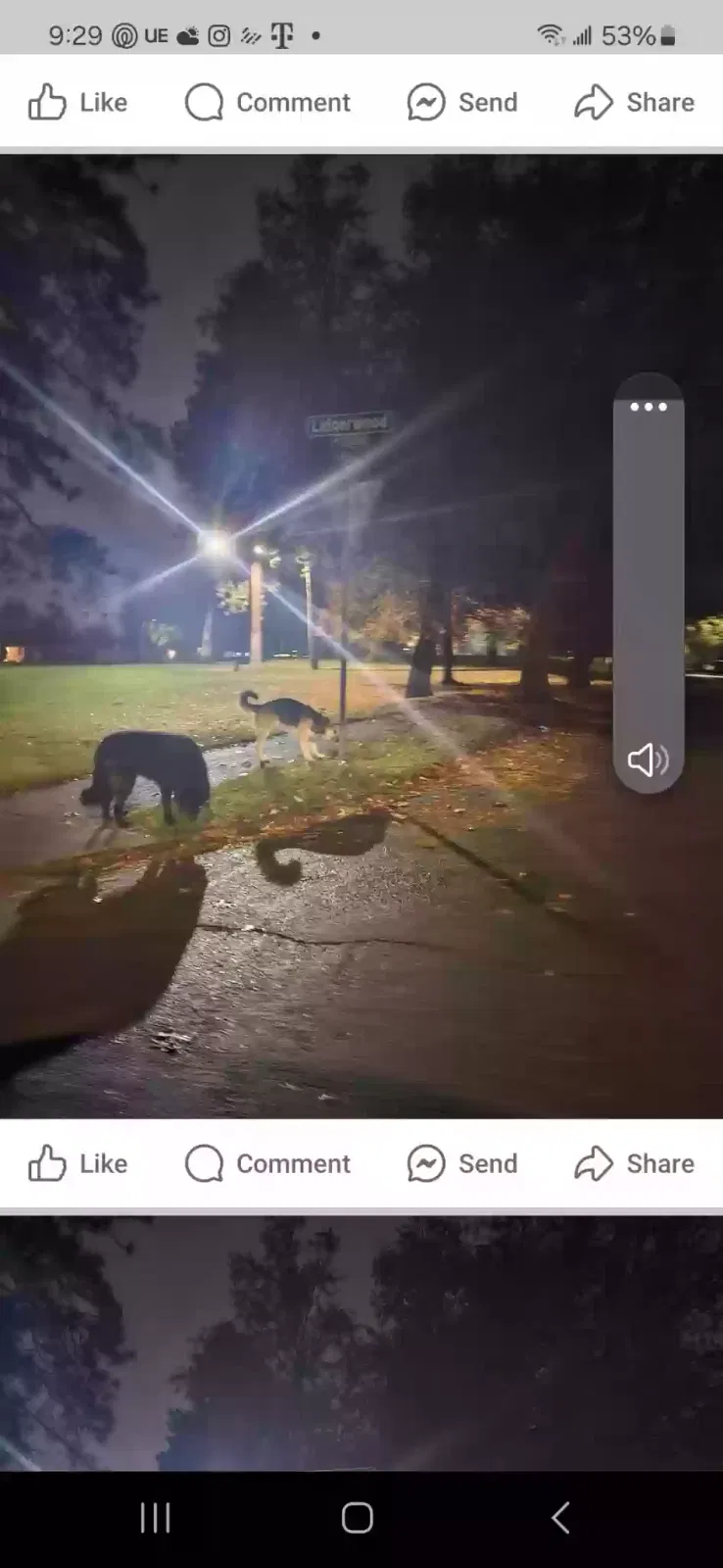 Lost dog in Spokane, WA, 99208