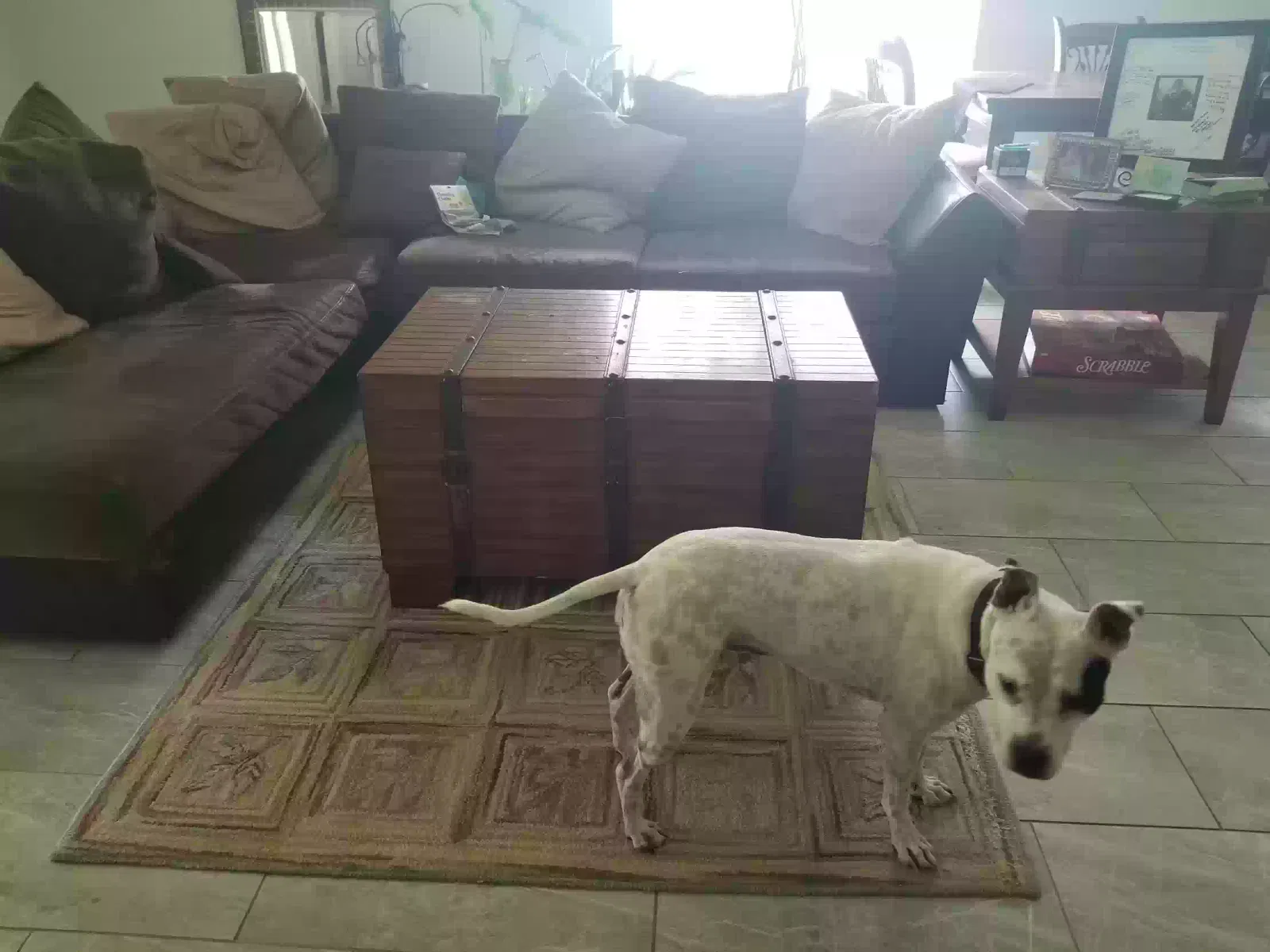 Lost dog in Hollywood, FL, 33029