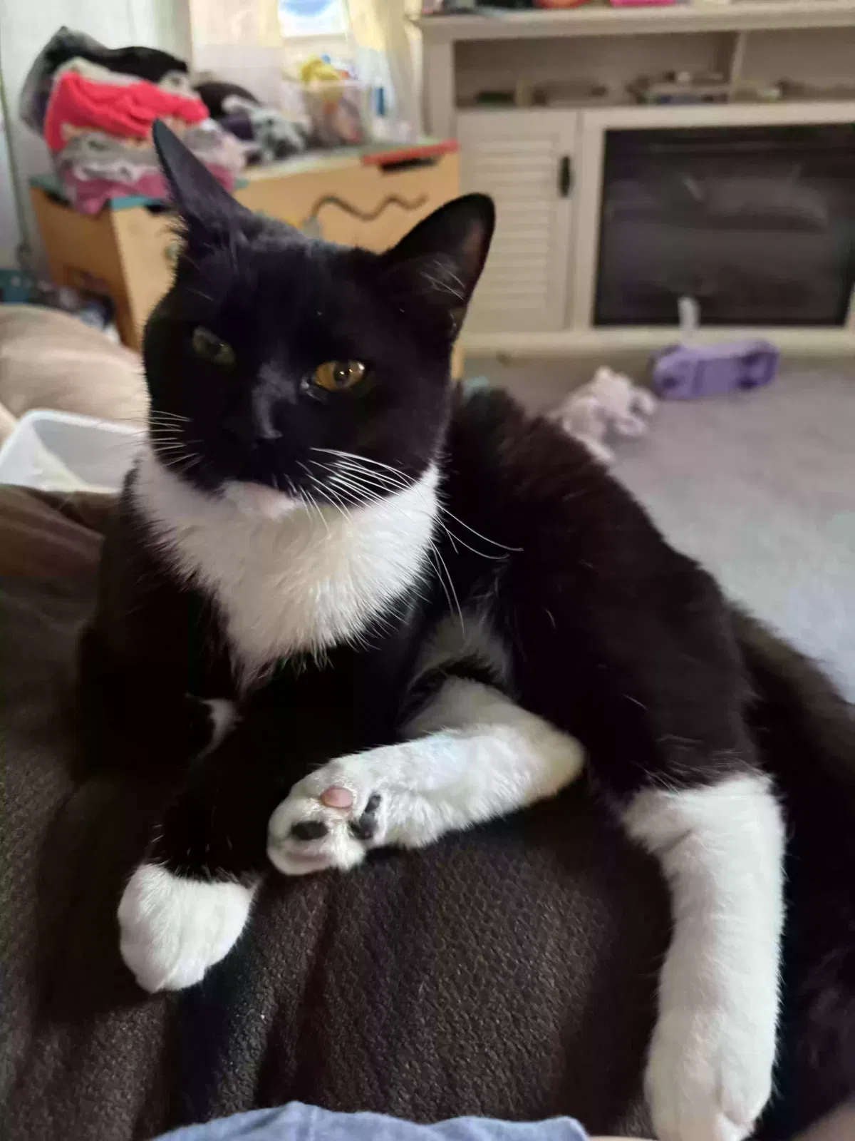 Lost cat in Stafford, VA, 22556