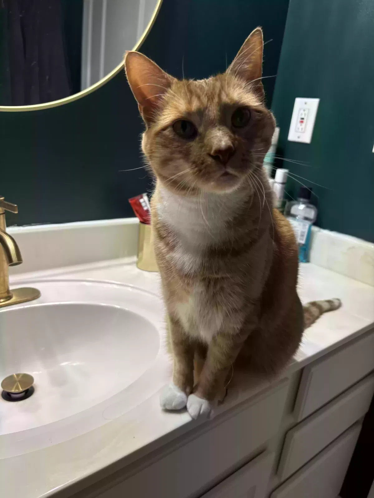 Lost cat in Charlotte, NC, 28205
