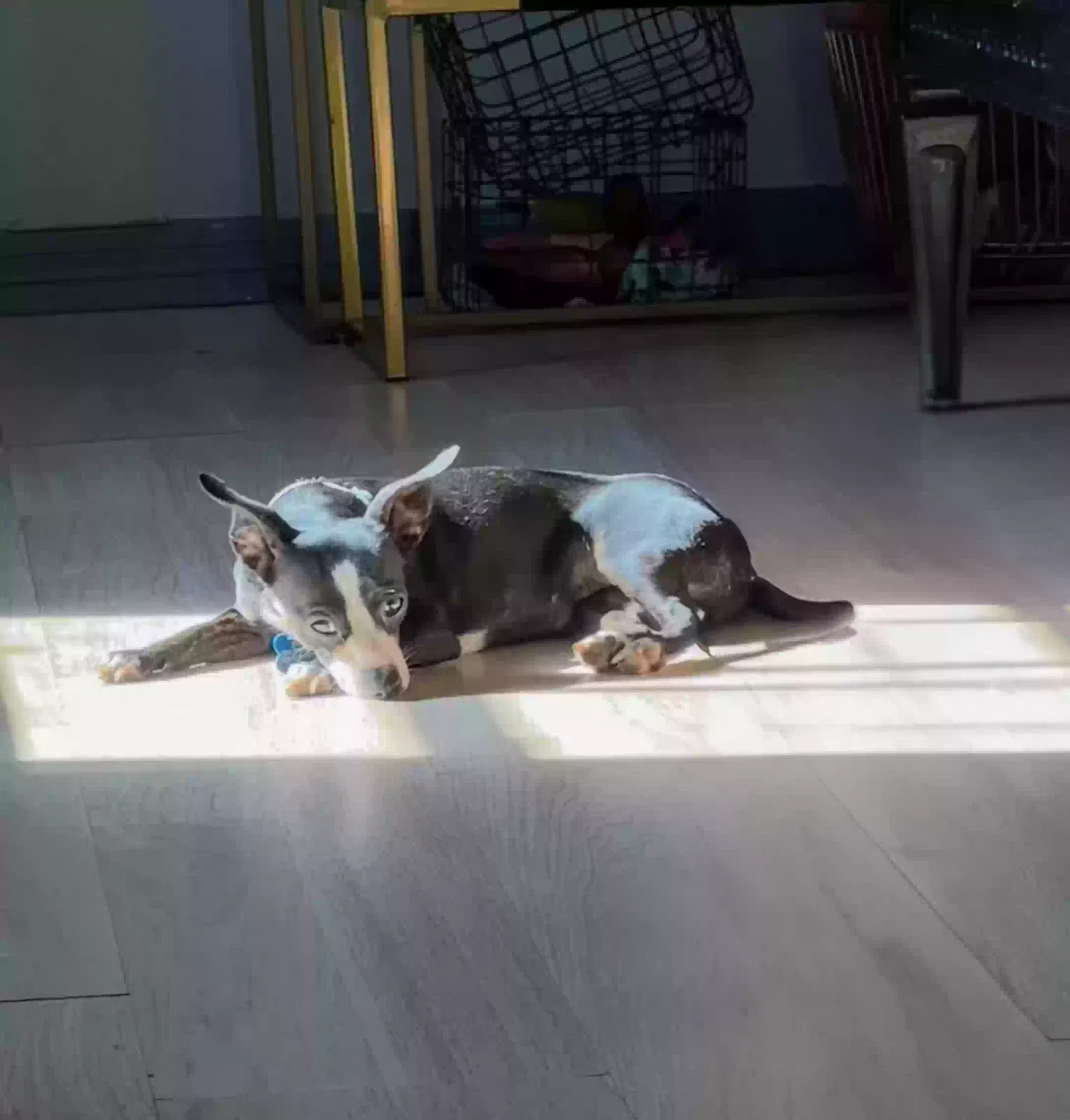 Lost dog in New Orleans, LA, 70119
