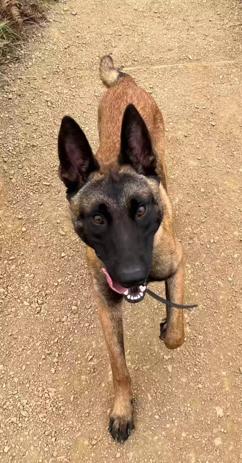 Lost dog in San Francisco, CA, 94118