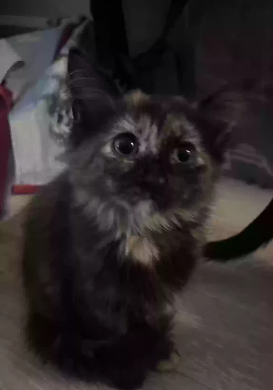 Found cat in Decatur, GA, 30033