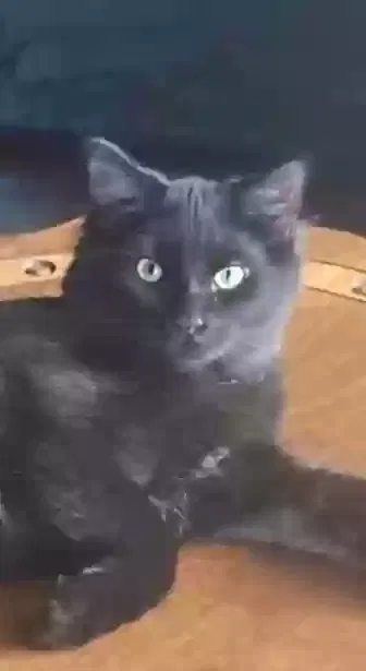 Lost cat in Petersburg, OH, 44454