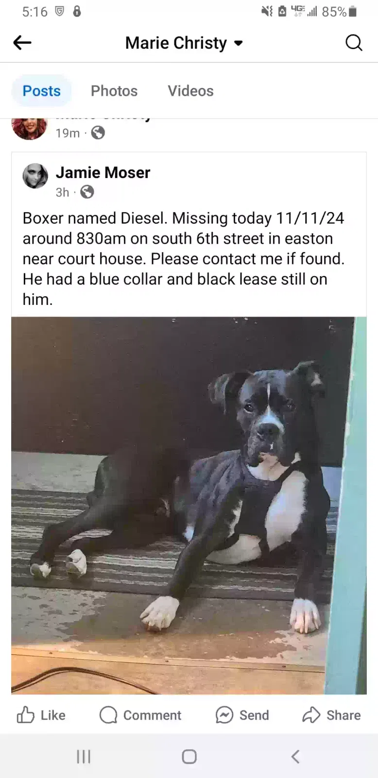 Lost dog in Easton, PA, 18042