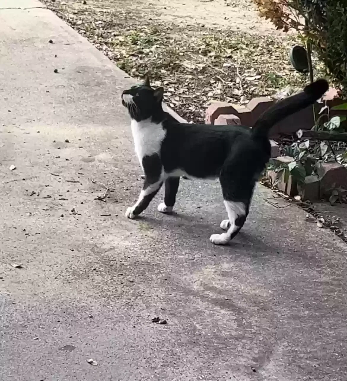 Found cat in Pharr, TX, 78577