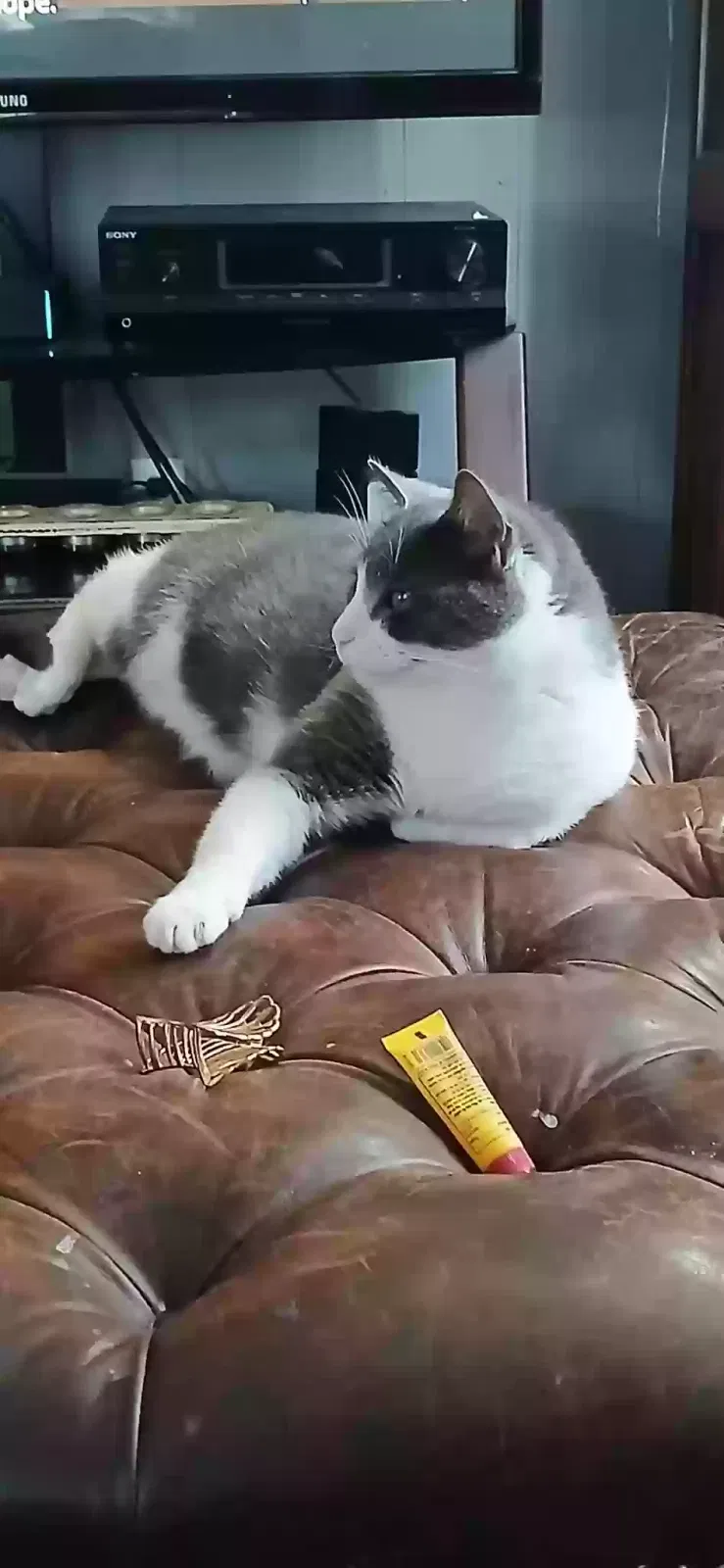 Lost cat in Powell, TN, 37849