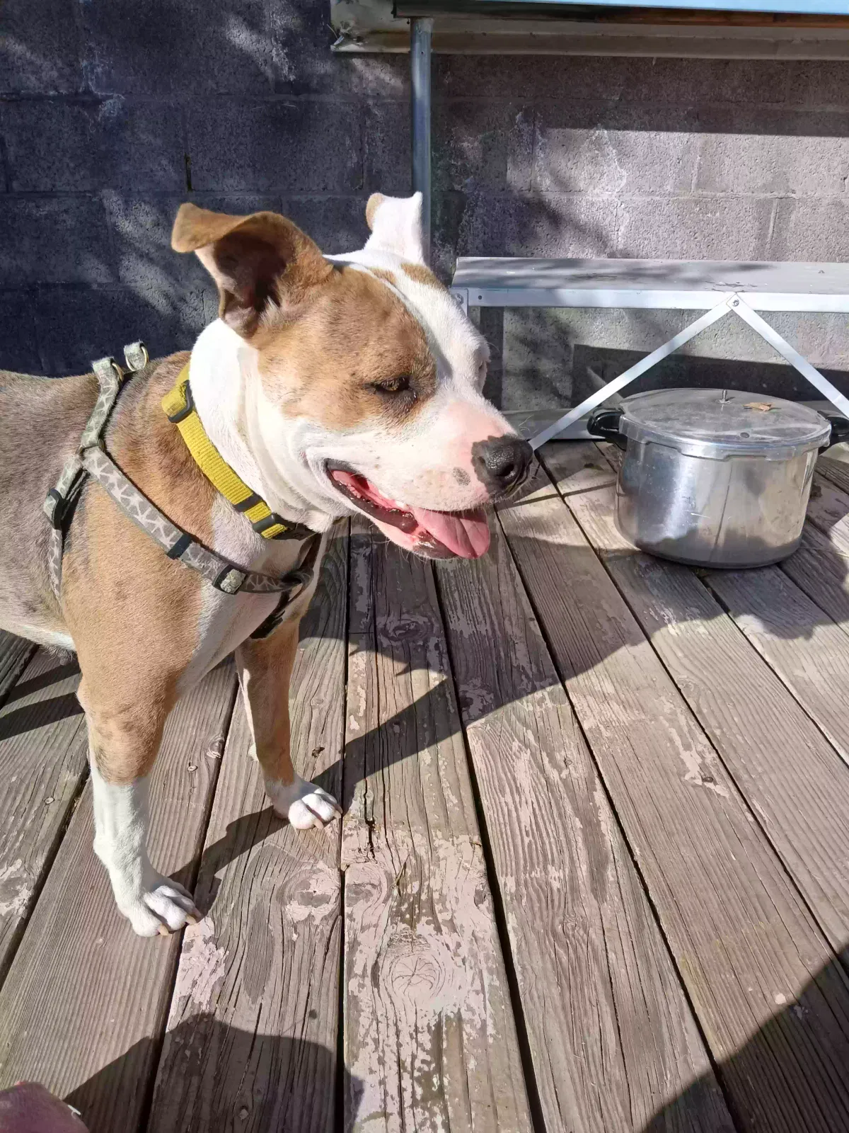 Lost dog in Phoenix, AZ, 85001
