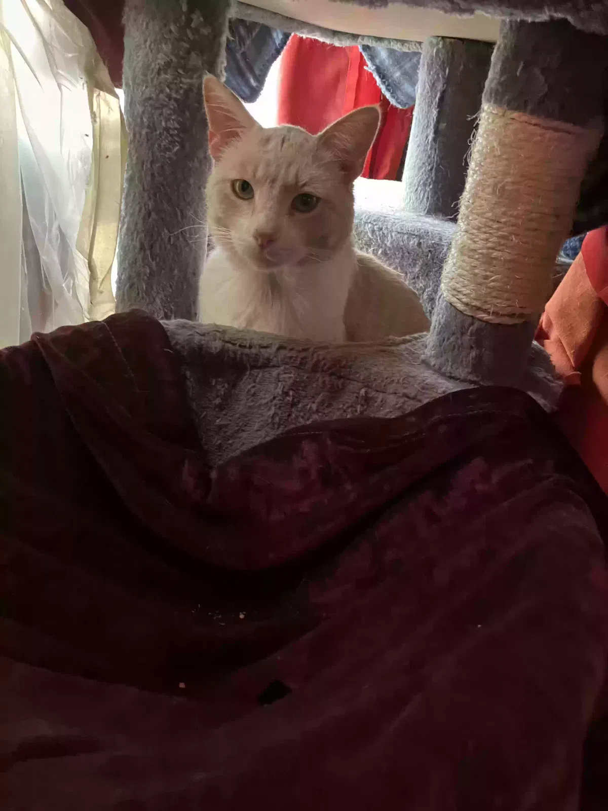 Lost cat in Las Cruces, NM, 88005