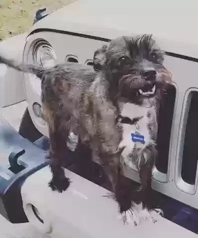 Lost dog in Greensboro, NC, 27405