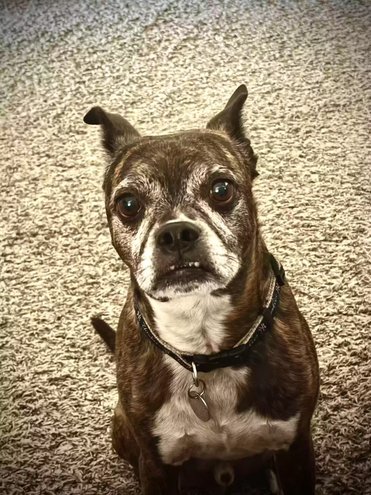 Lost dog in Tolleson, AZ, 85353