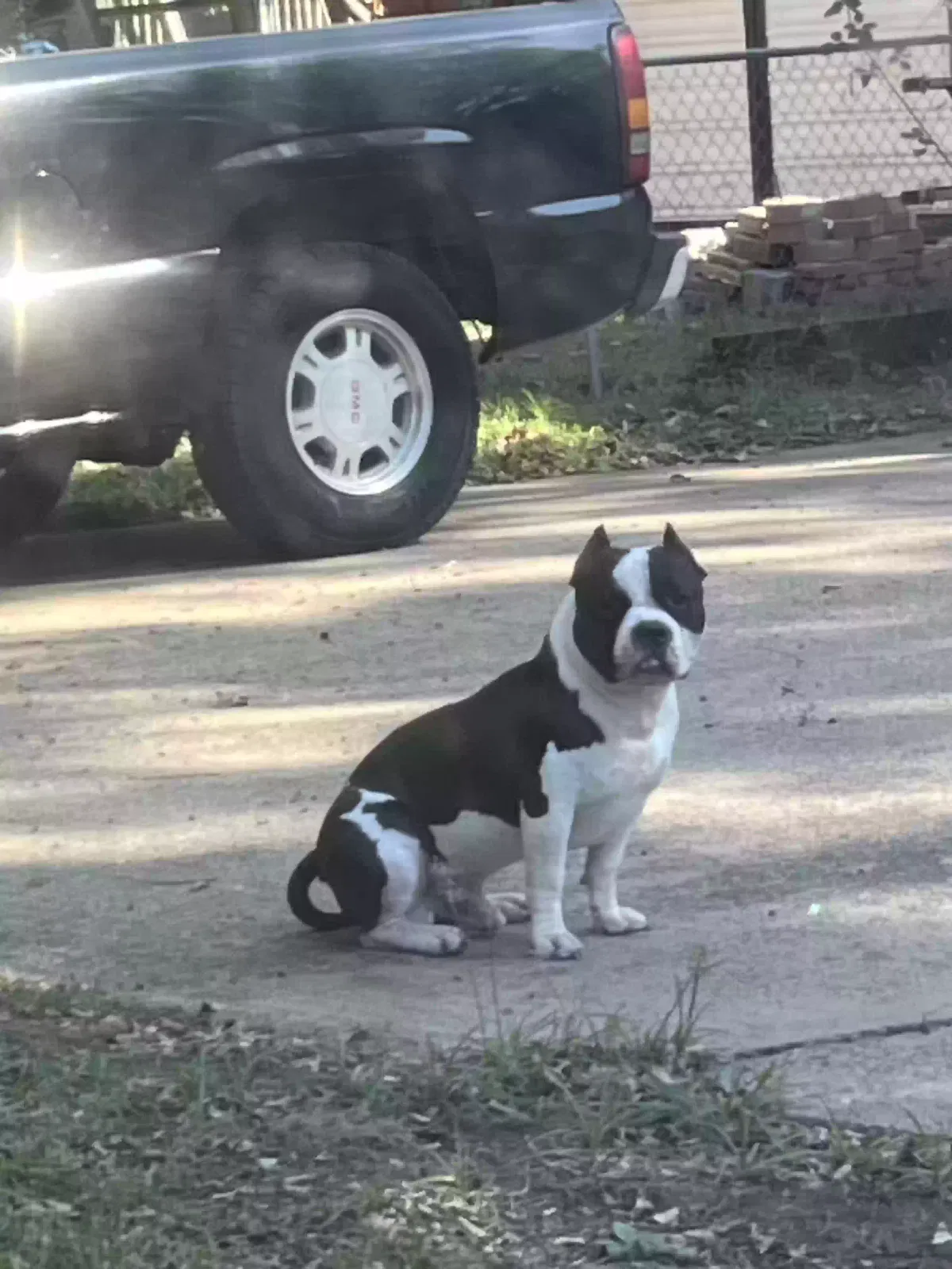 Lost dog in Garland, TX, 75041
