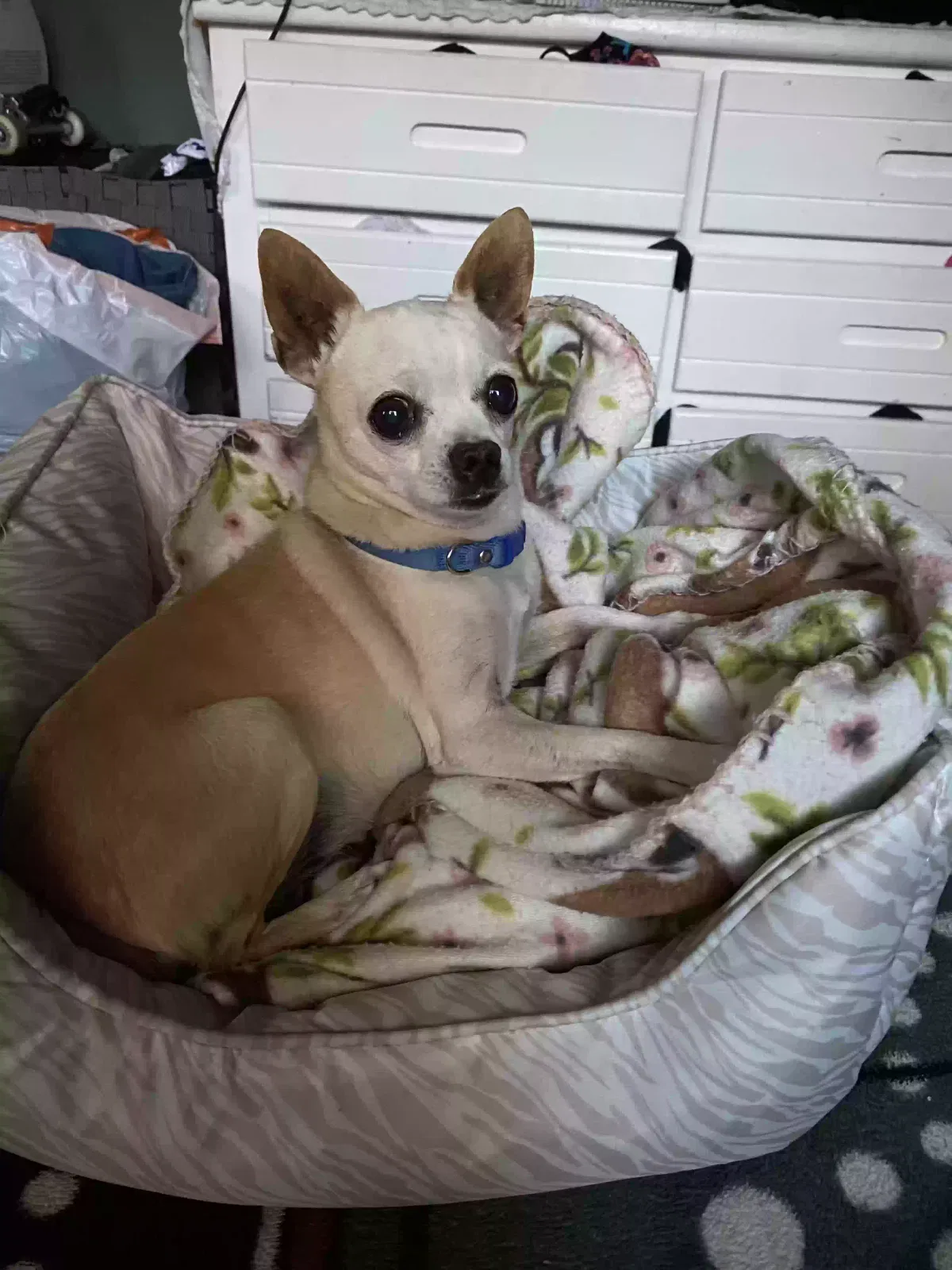 Lost dog in Denver, CO, 80219