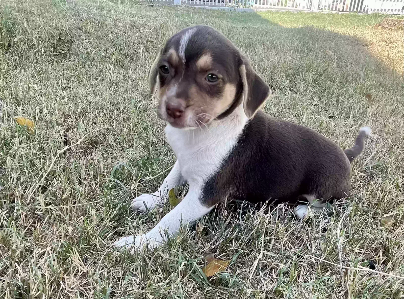 Lost dog in San Antonio, TX, 78201