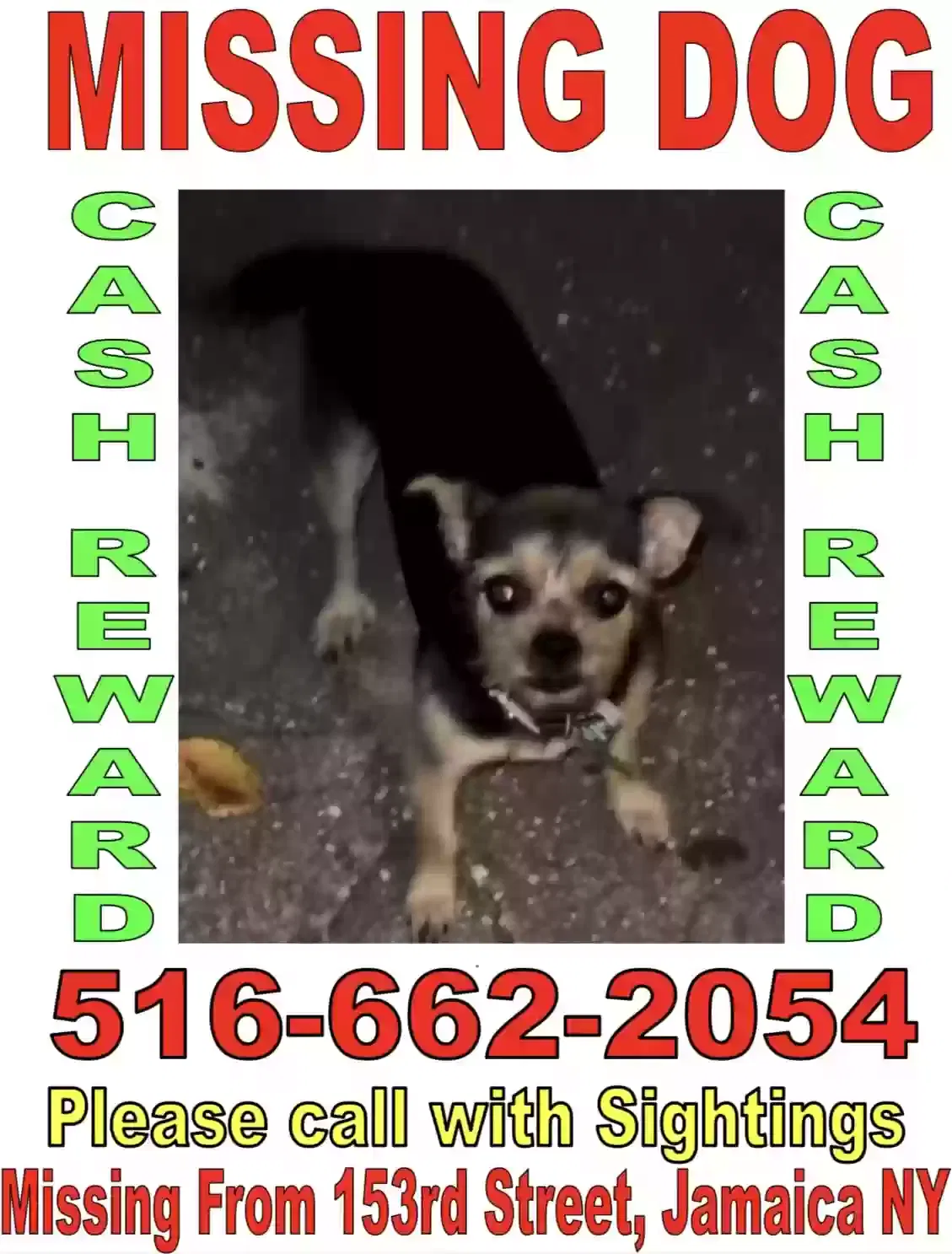 Lost dog in Jamaica, NY, 11432
