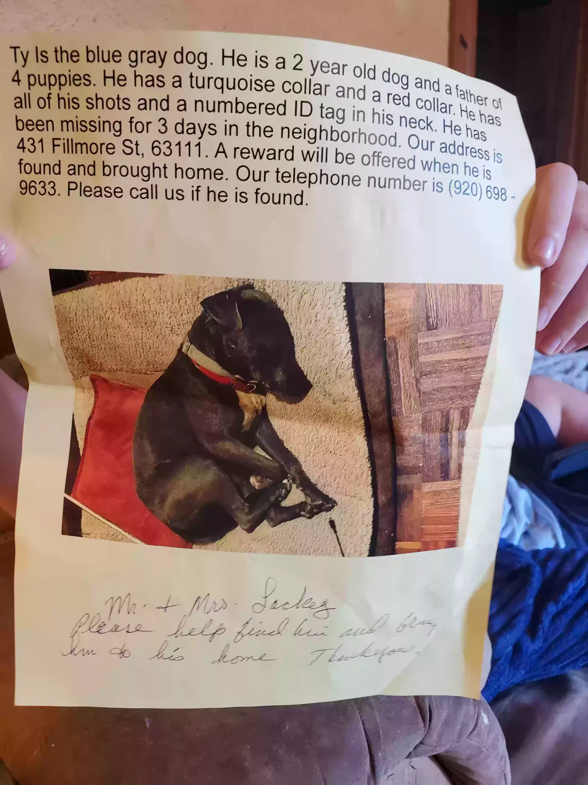 Lost dog in Saint Louis, MO, 63111