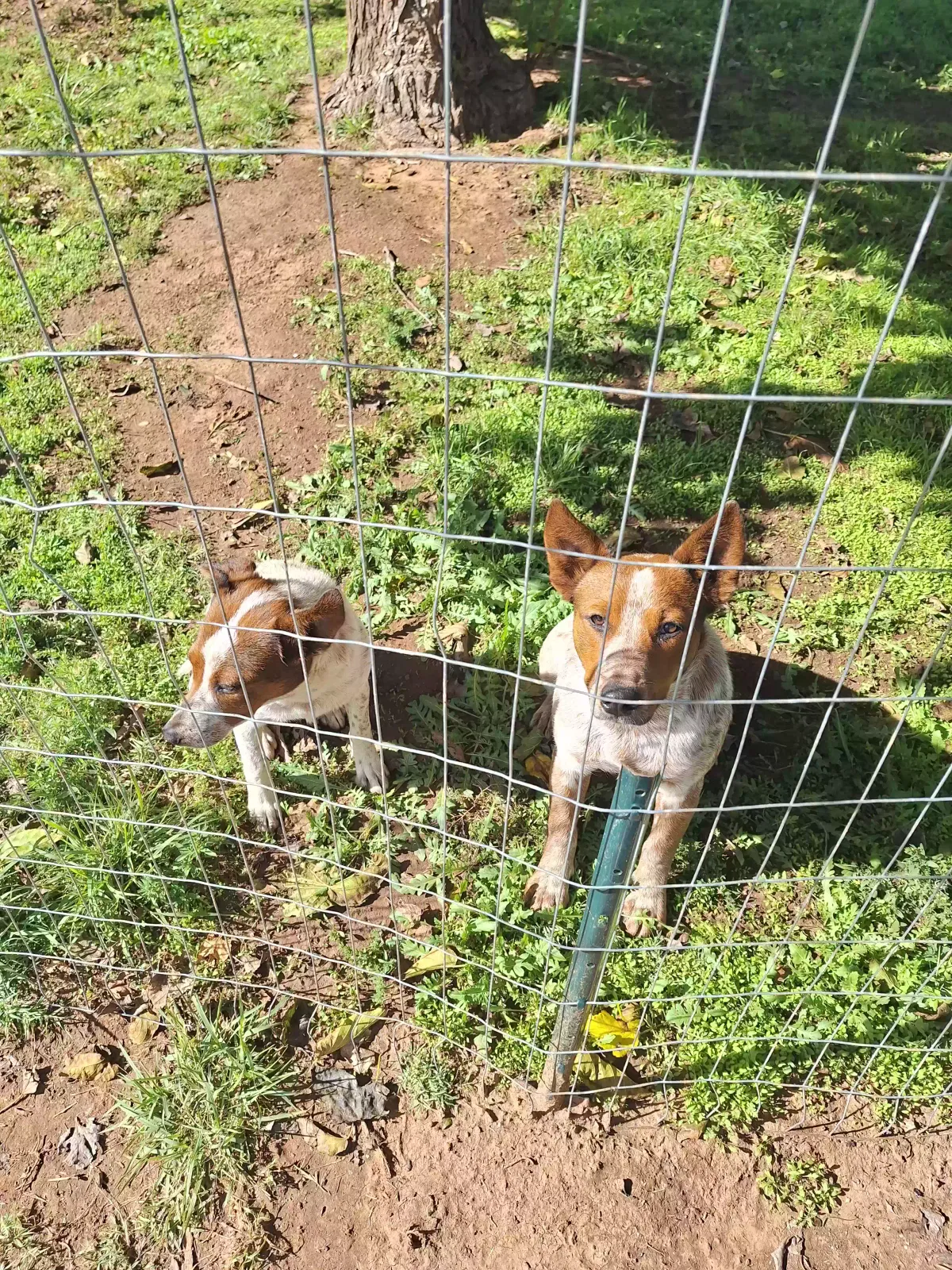 Lost dog in Clovis, NM, 88101