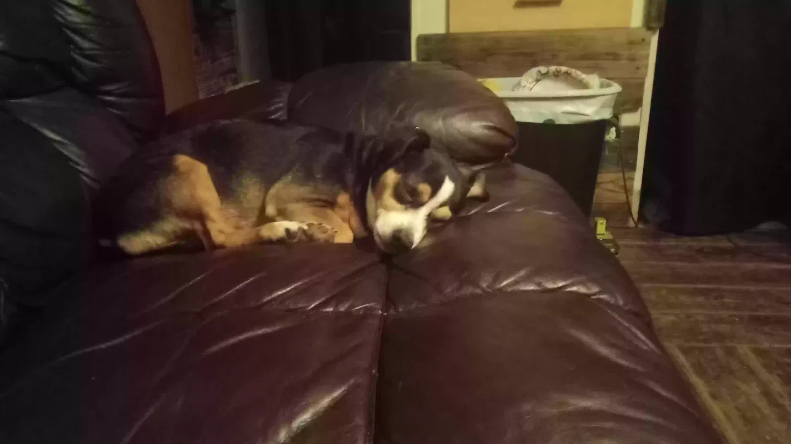 Lost dog in Cleveland, TN, 37312