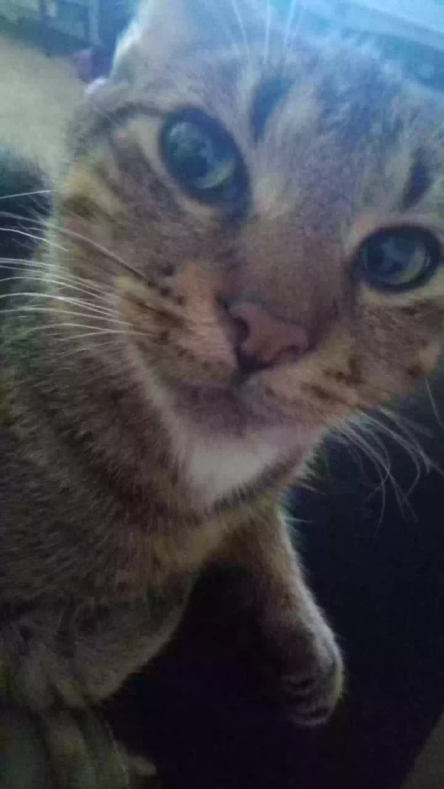 Lost cat in Lockport, NY, 14094
