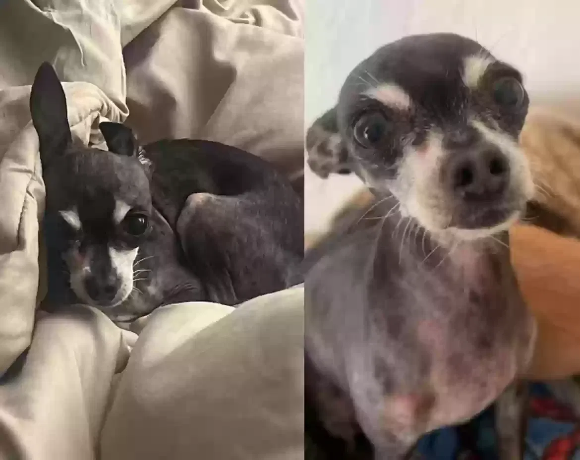 Lost dog in Phoenix, AZ, 85017