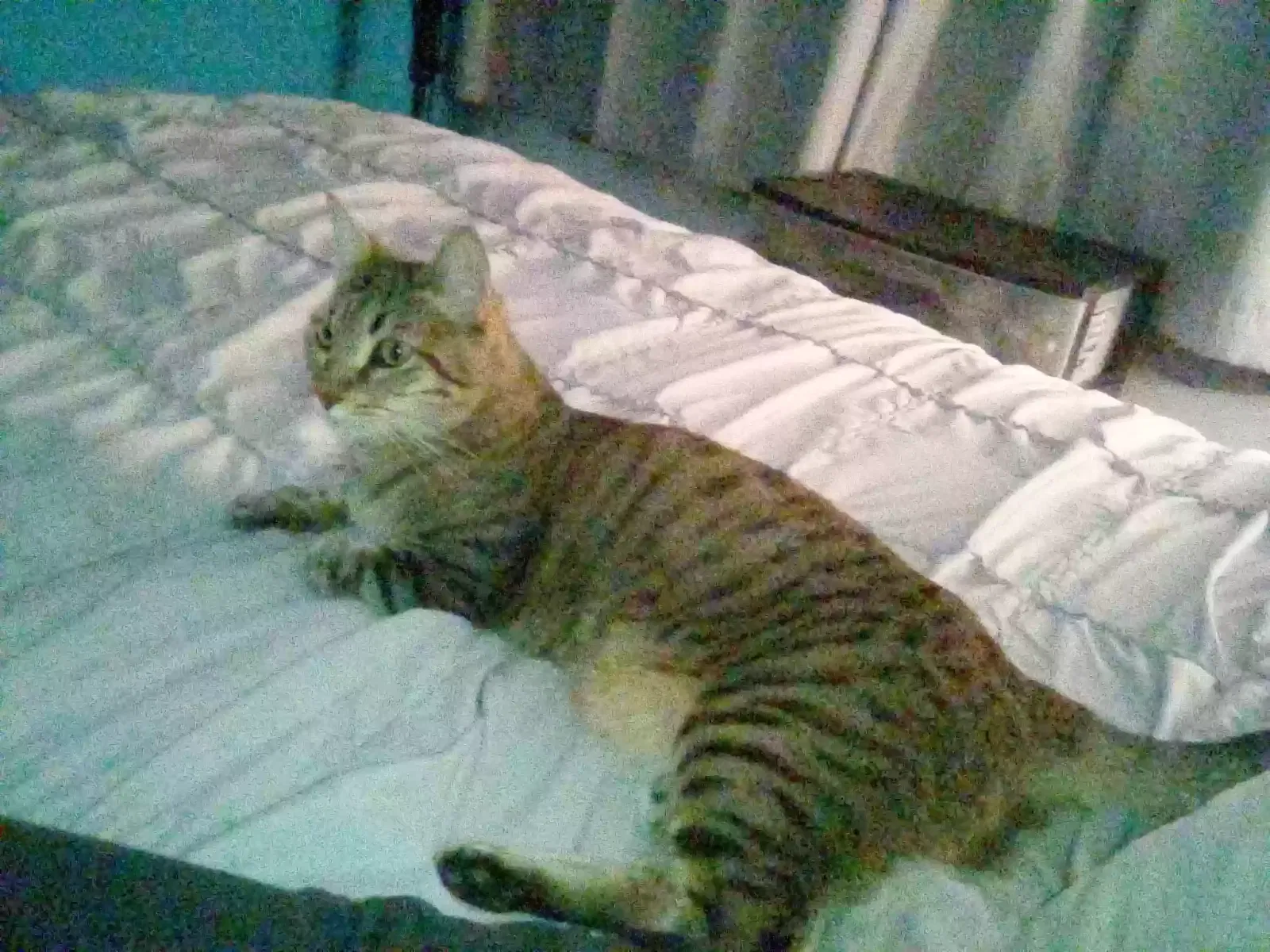Lost cat in Bakersfield, CA, 93308
