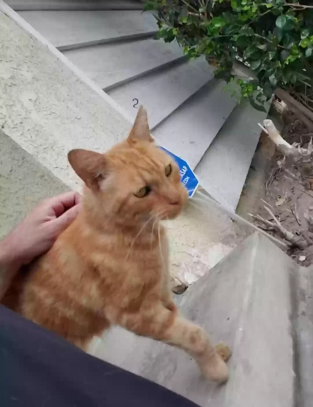 Lost cat in Santa Fe Springs, CA, 90670