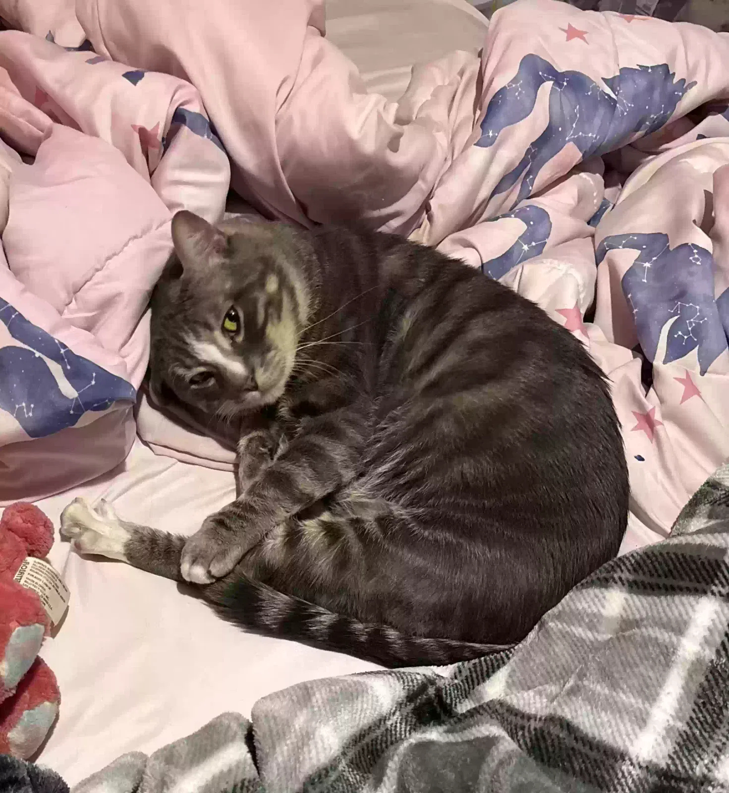 Lost cat in Henderson, NV, 89014