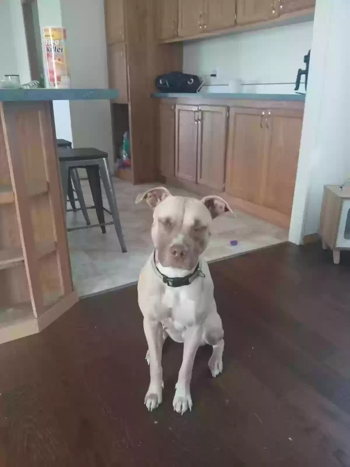 Found dog in Troy, MO, 63379