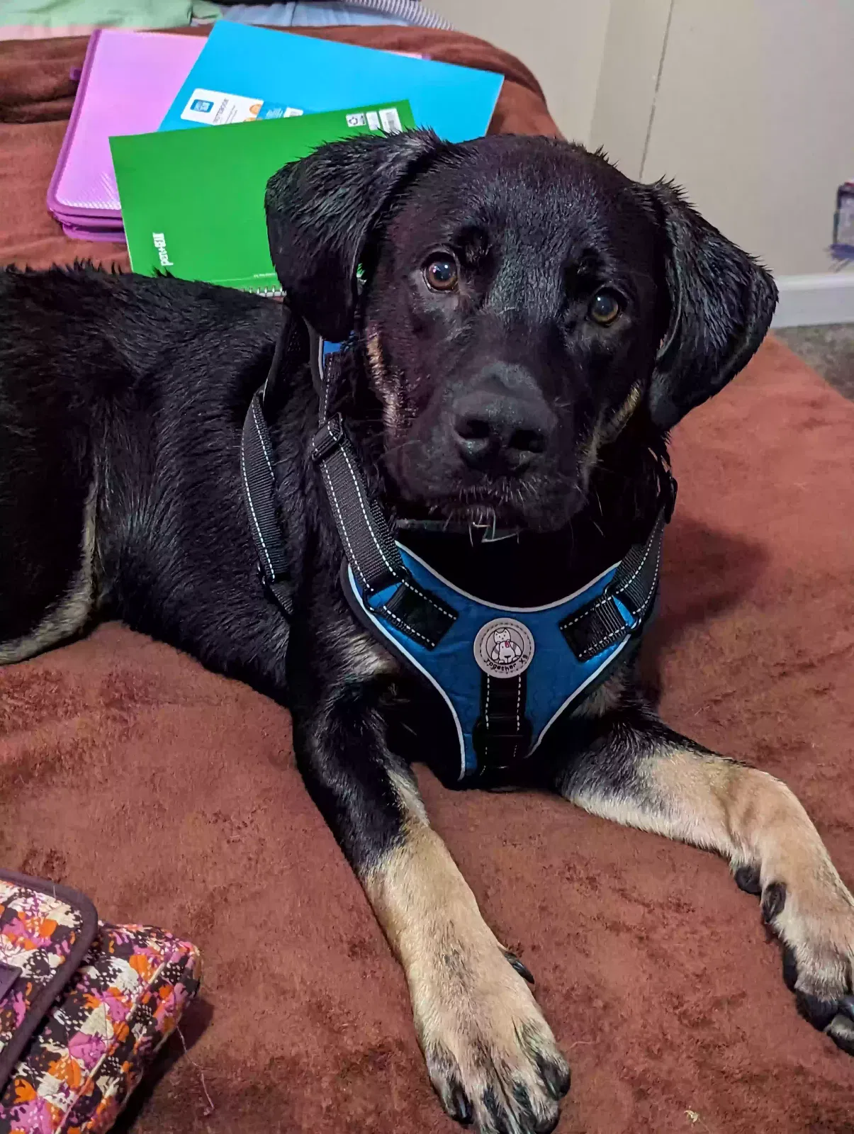 Lost dog in Des Moines, IA, 50310