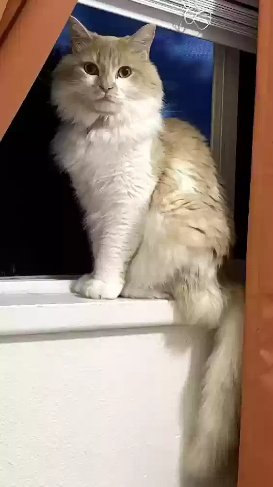 Lost cat in Ogden, UT, 84405