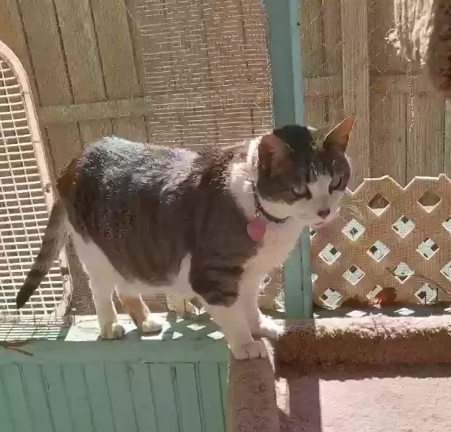 Lost cat in Albuquerque, NM, 87105