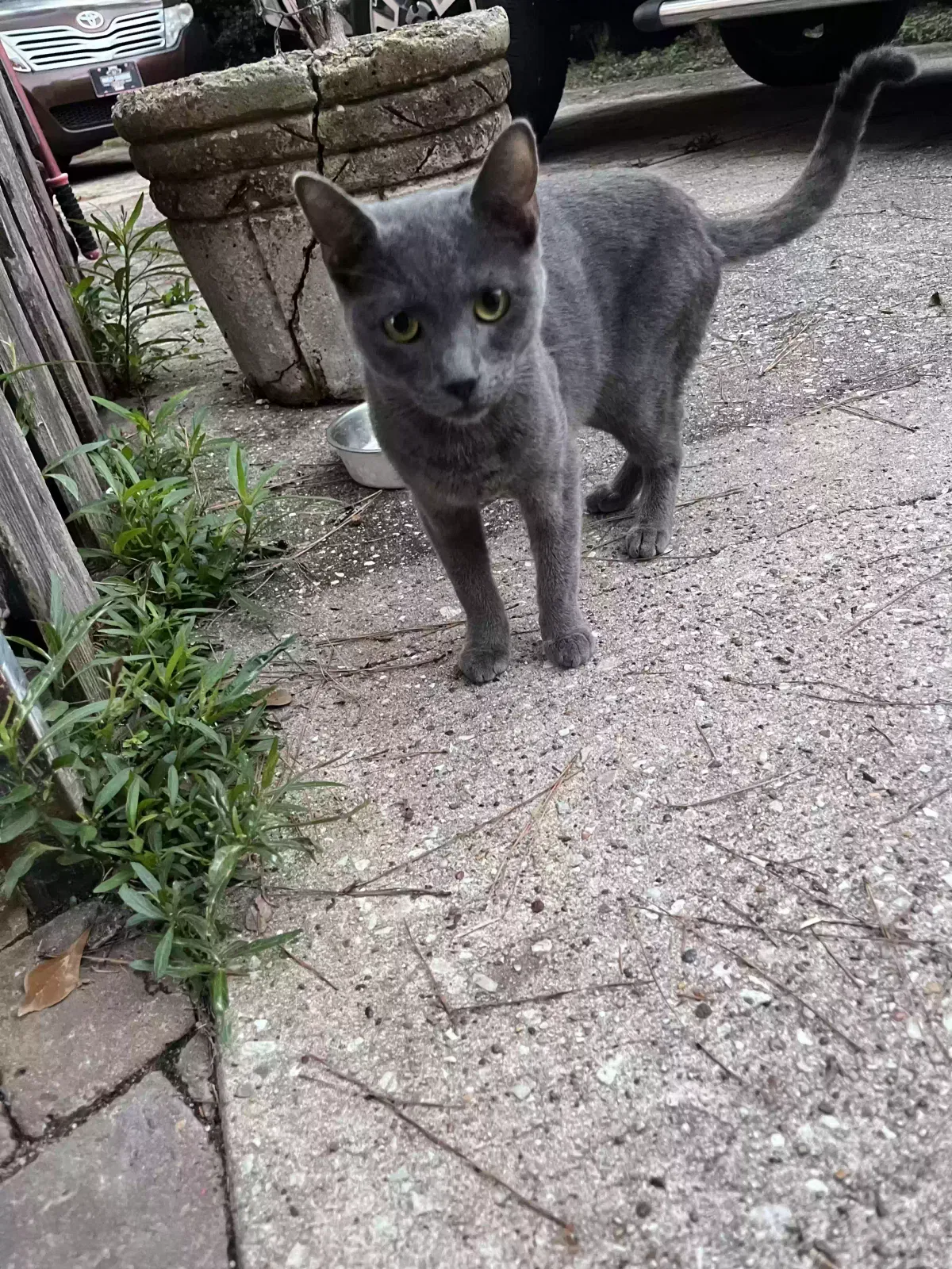 Found cat in Spring, TX, 77379