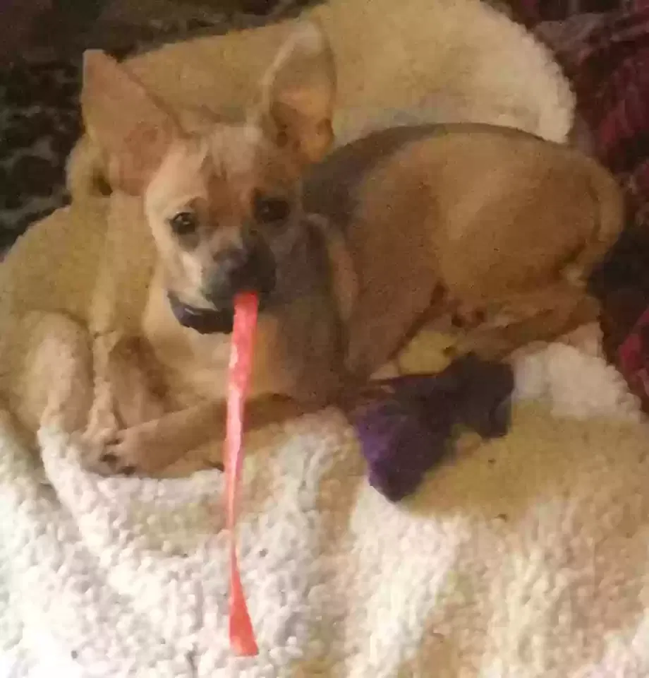 Lost dog in Heber Springs, AR, 72543