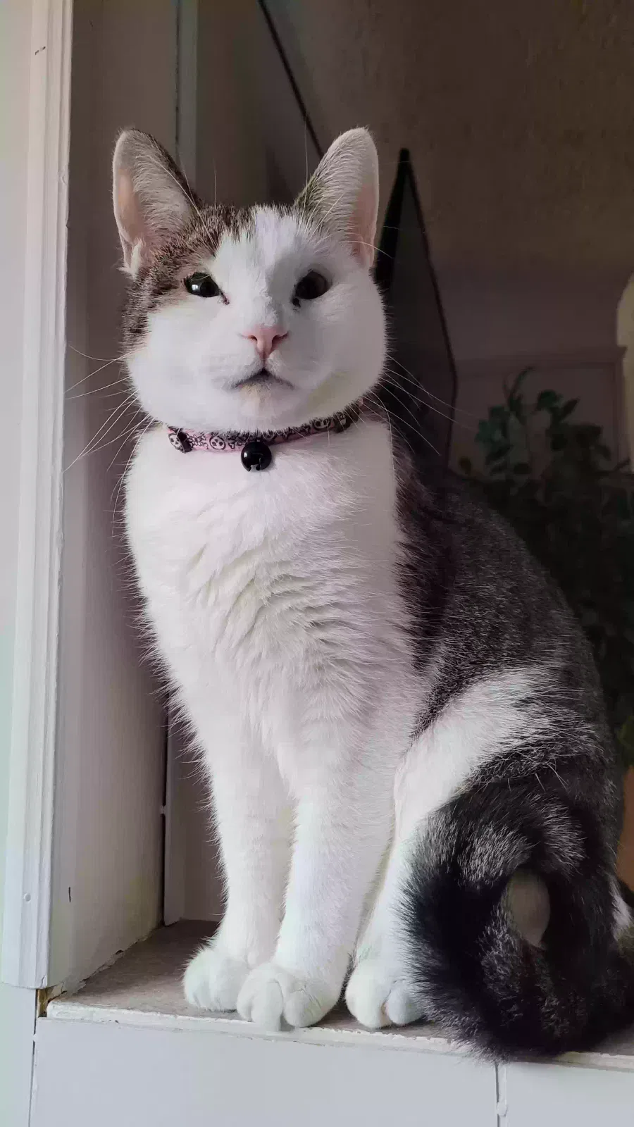 Lost cat in Lincoln Park, MI, 48146