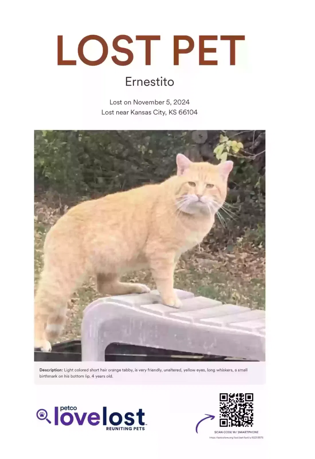 Lost cat in Kansas City, KS, 66104
