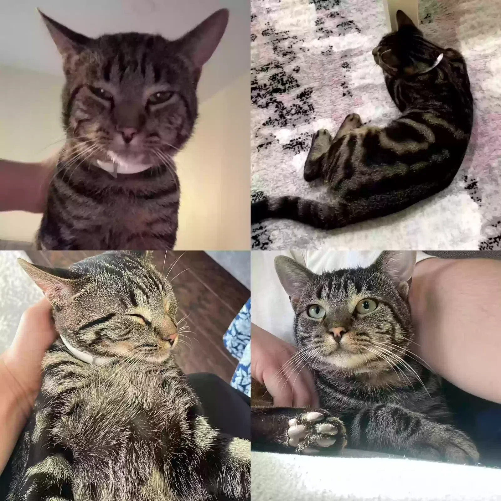 Lost cat in Charlotte, NC, 28277