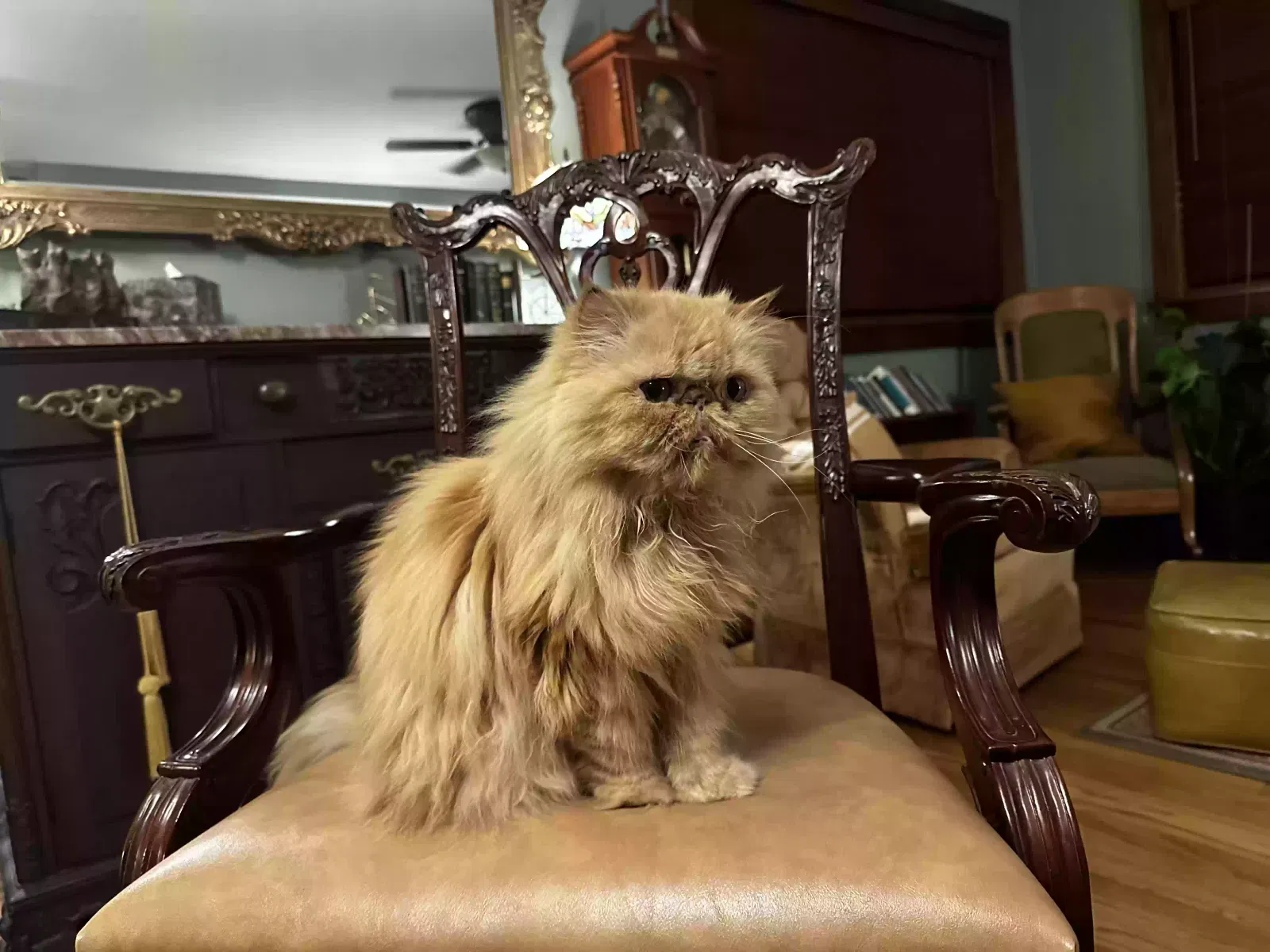 Lost cat in Jacksonville, FL, 32210